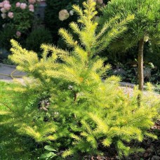 Лиственница  (larch Magic Gold)